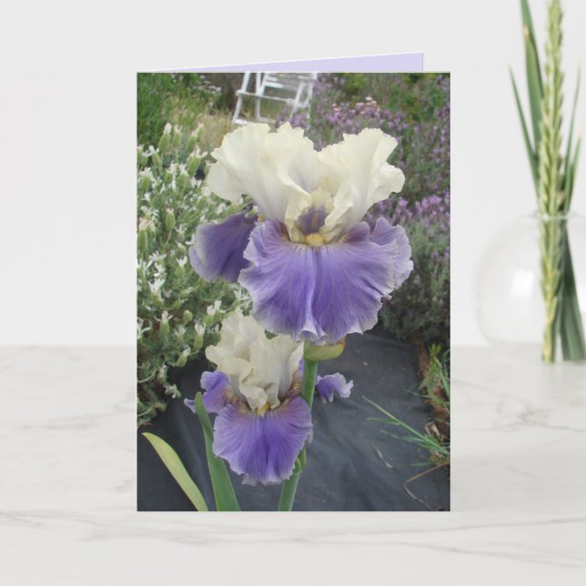 Gloriosa tarjeta de cumpleaños floral de iris mora (Anverso)