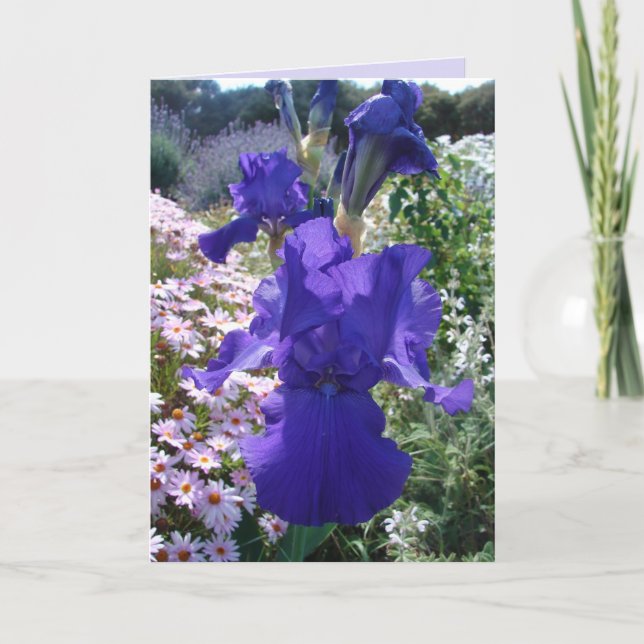 Gloriosa tarjeta de cumpleaños floral Purple Iris  (Anverso)
