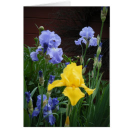 Glorius Irises