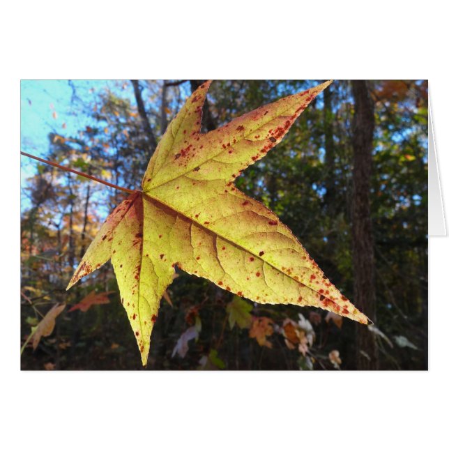 Glowing Sweetgum Leaf in the Forest (Anverso (Horizontal))