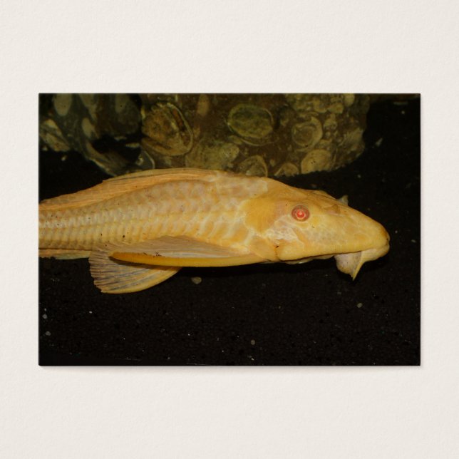 Glyptoperichthys gibbiceps (Frente)
