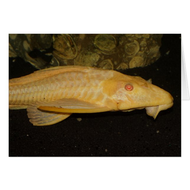 Glyptoperichthys gibbiceps (Anverso (Horizontal))