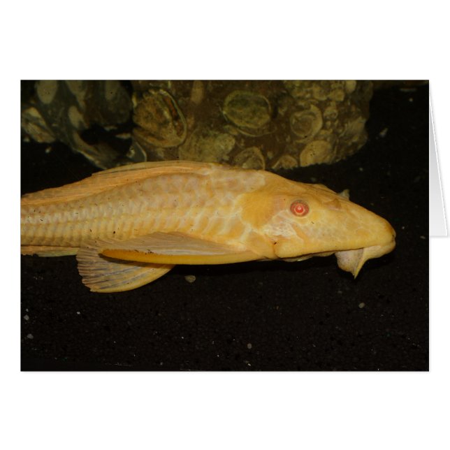 Glyptoperichthys gibbiceps (Anverso (Horizontal))