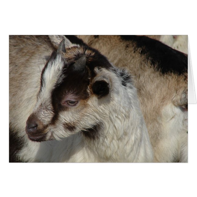 Goat Kid (Anverso (Horizontal))