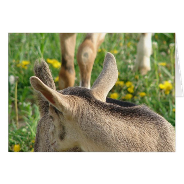 Goat Kid (Anverso (Horizontal))