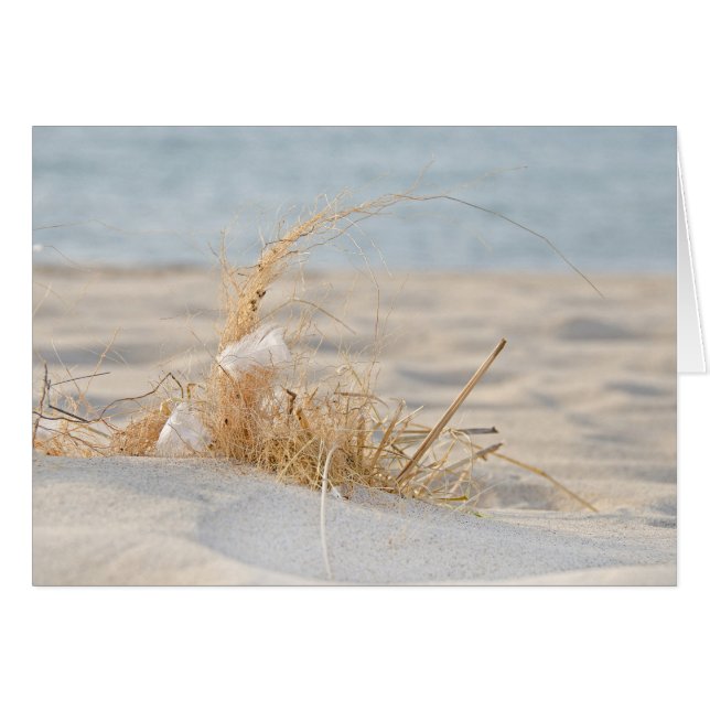 Golden Beach Grass y Feather (Anverso (Horizontal))