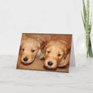 Golden Doodle Pensando En Tu Tarjeta