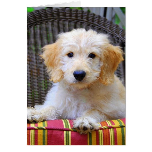 Golden Doodle Puppy (Frente)