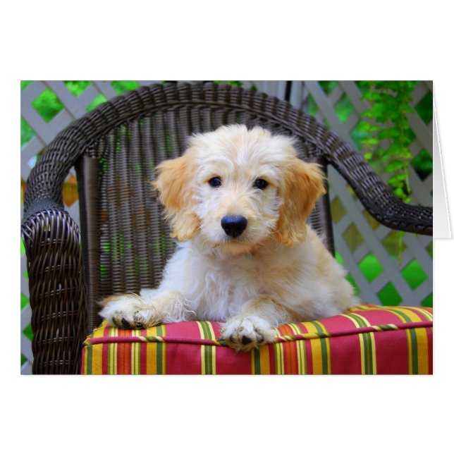 Golden Doodle Puppy (Anverso (Horizontal))