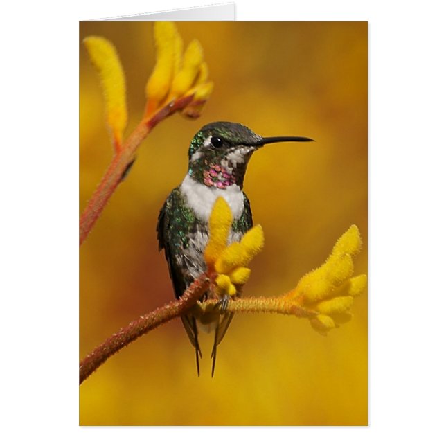 Golden Glow (Frente)