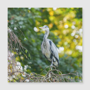 Golden Hour Gray Heron