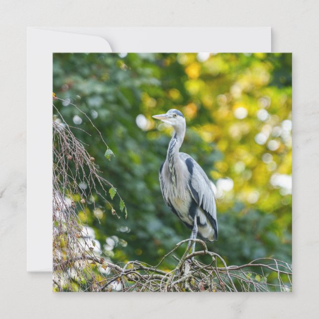 Golden Hour Gray Heron (Anverso)