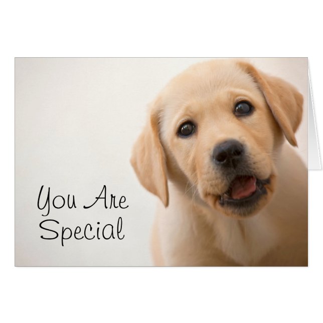 Golden Labrador Puppy (Anverso (Horizontal))