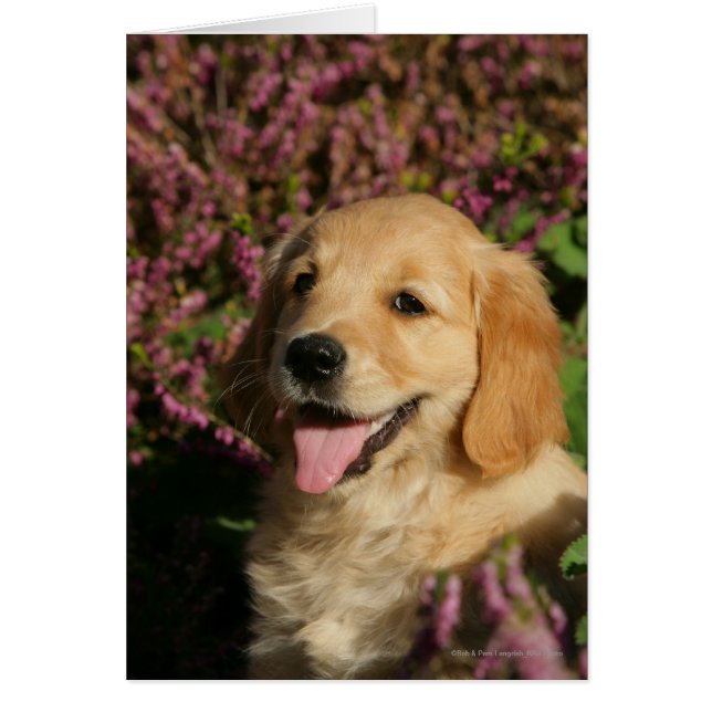 Golden Retreiver Puppy (Frente)
