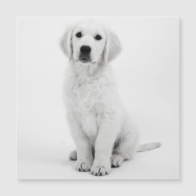 Golden Retriever (Anverso)