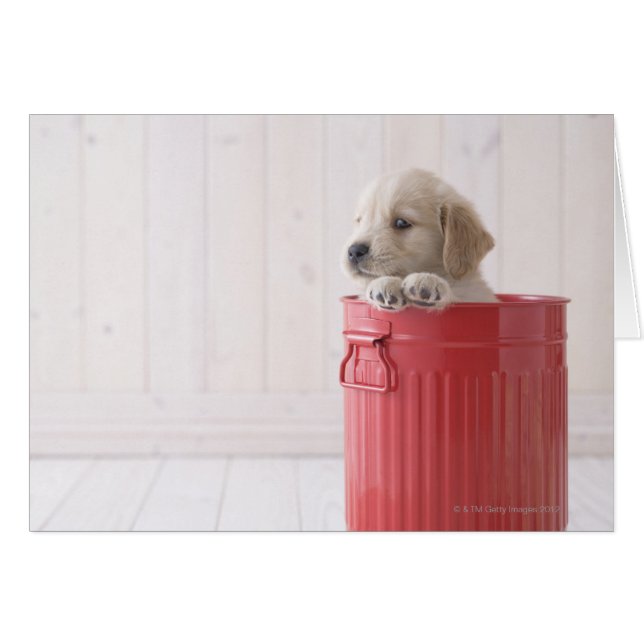 Golden Retriever (Anverso (Horizontal))