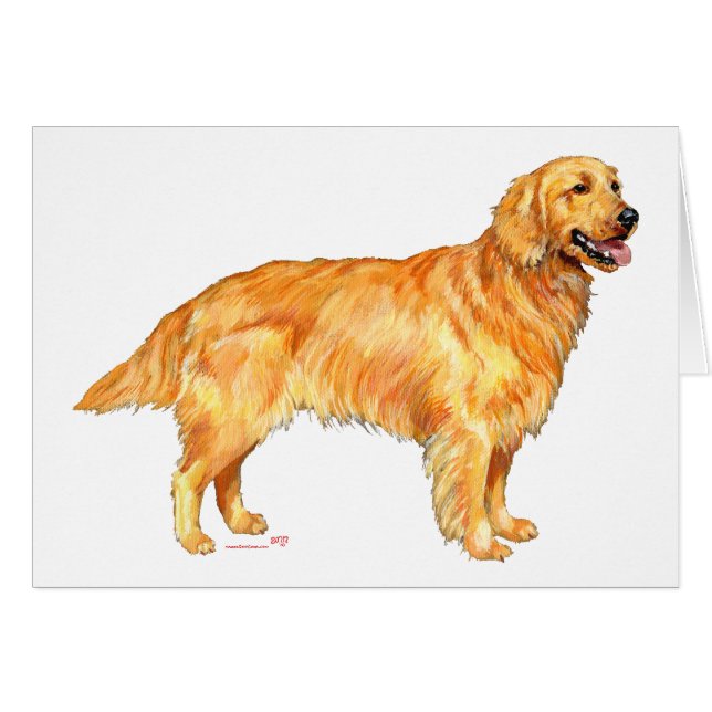 Golden Retriever (Anverso (Horizontal))