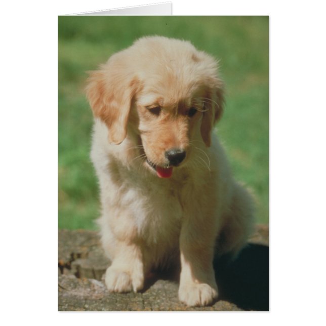 Golden Retriever (Frente)