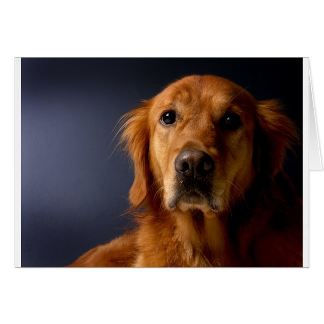 Golden Retriever (Anverso (Horizontal))