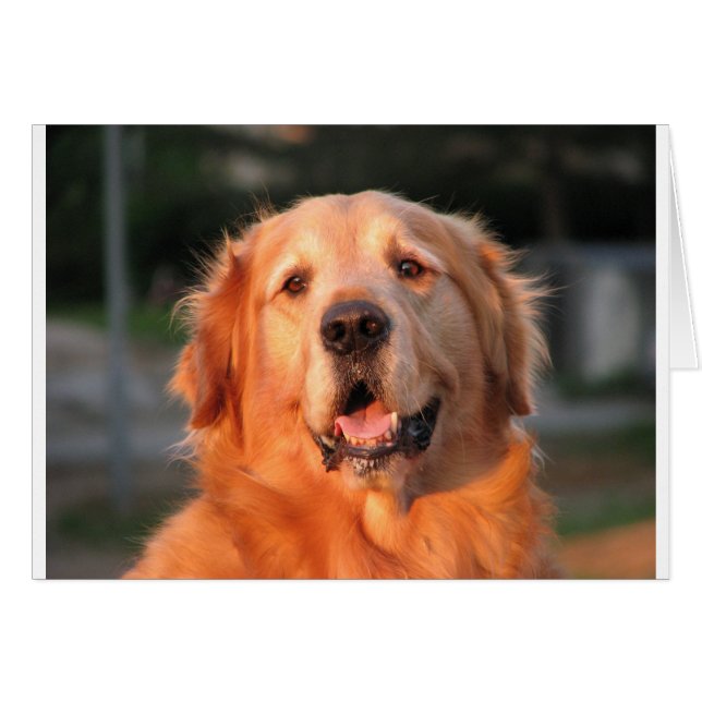 Golden Retriever (Anverso (Horizontal))