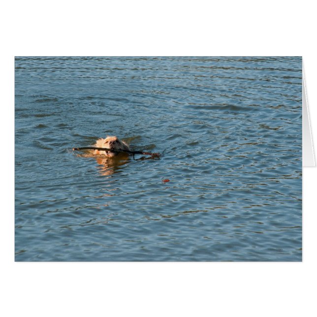 Golden Retriever (Anverso (Horizontal))