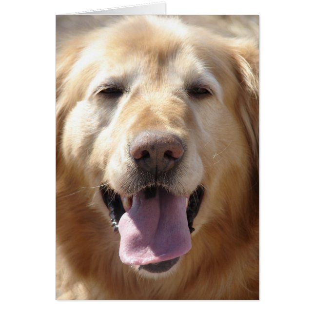 Golden Retriever (Frente)