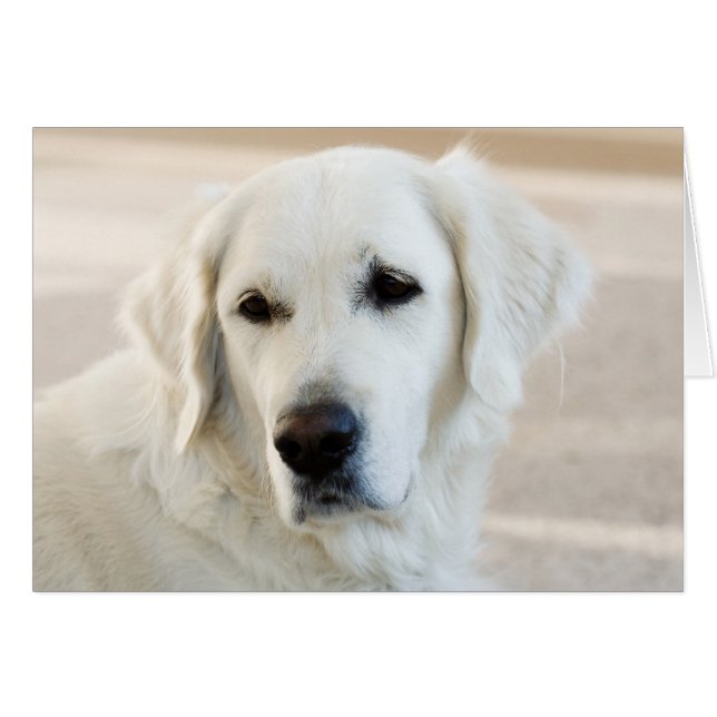 Golden Retriever (Anverso (Horizontal))