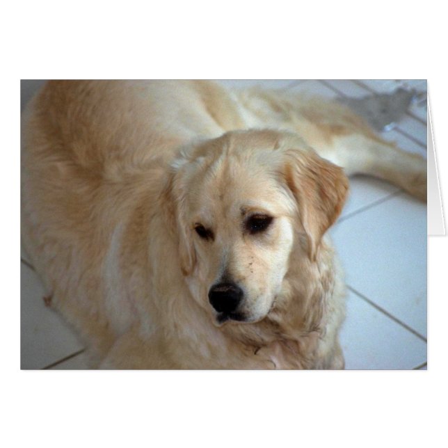 Golden Retriever (Anverso (Horizontal))