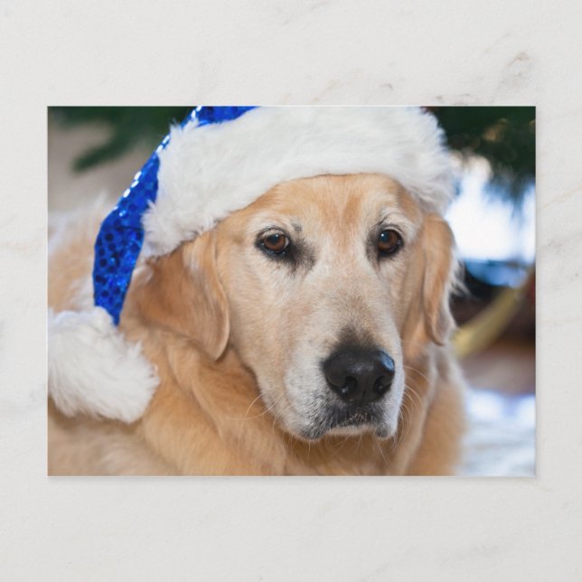 Golden retriever con el gorra de santa en navidad (Anverso)