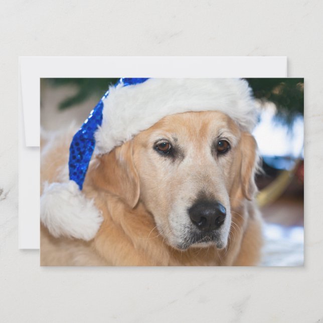 Golden retriever con el gorra de santa en navidad (Anverso)