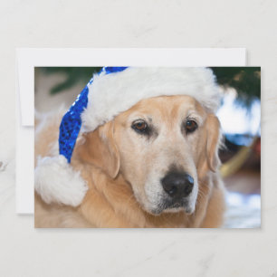 Golden retriever con el gorra de santa en navidad