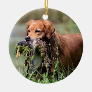 Golden retriever con el ornamento del pato