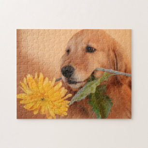 Golden retriever con el rompecabezas de la flor