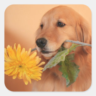 Golden retriever con los pegatinas de la flor