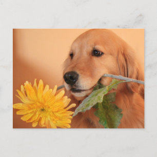Golden Retriever con postal de flores