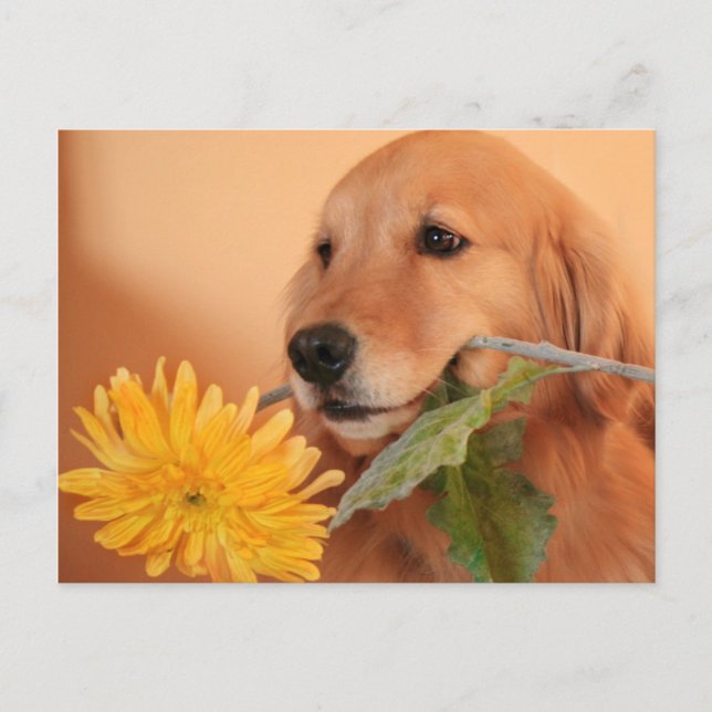 Golden Retriever con postal de flores (Anverso)