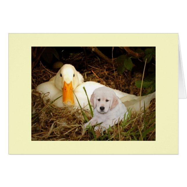 Golden Retriever con tarjeta de pato (Anverso (Horizontal))
