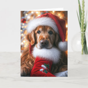 Golden Retriever Con una Media de Navidad