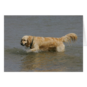 Golden retriever en agua