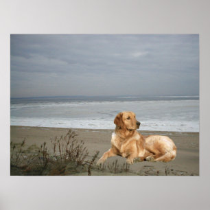 Golden retriever en la impresión de la playa