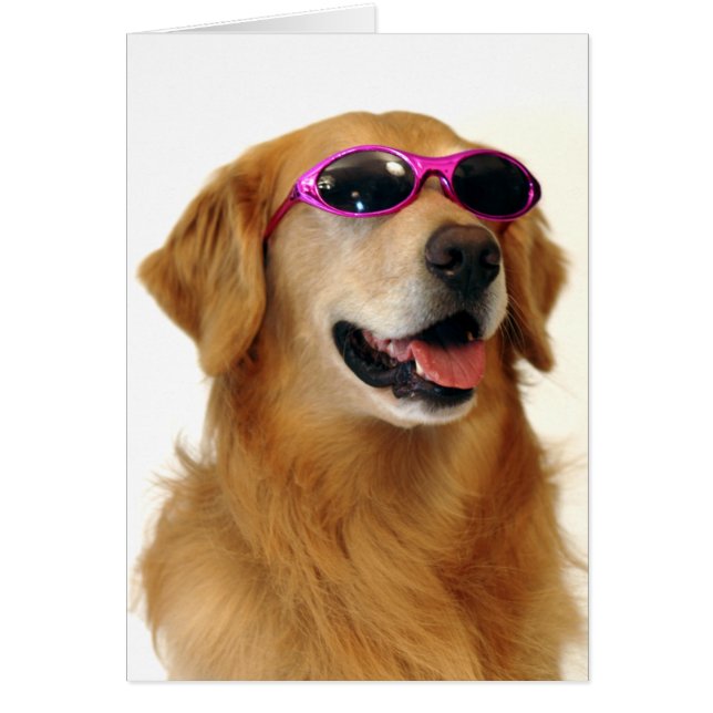 Golden retriever fresco (Frente)
