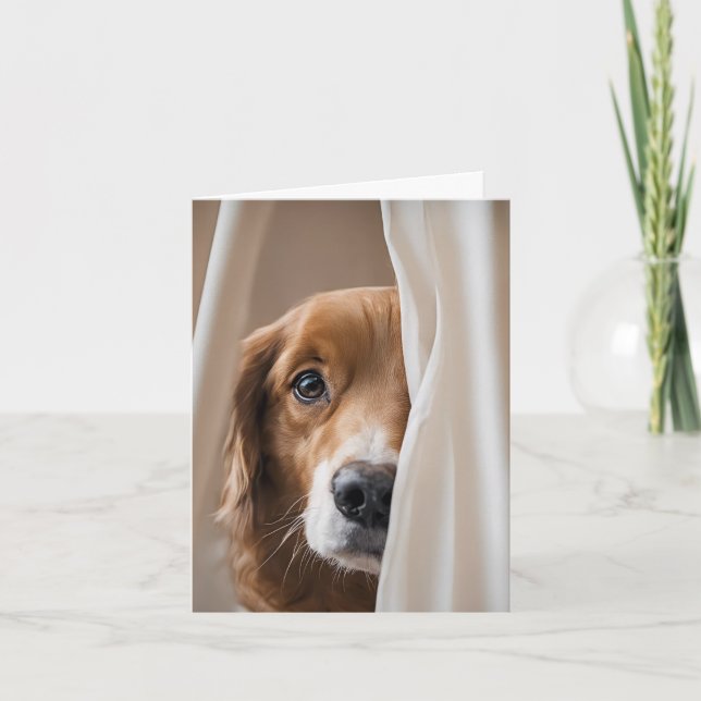 Golden Retriever In Curtain (Anverso)