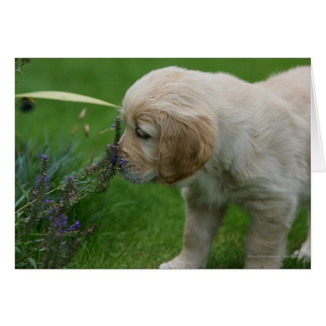 Golden Retriever Puppy (Anverso (Horizontal))