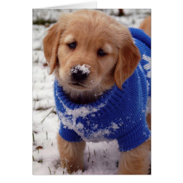 Golden Retriever Puppy (Frente)