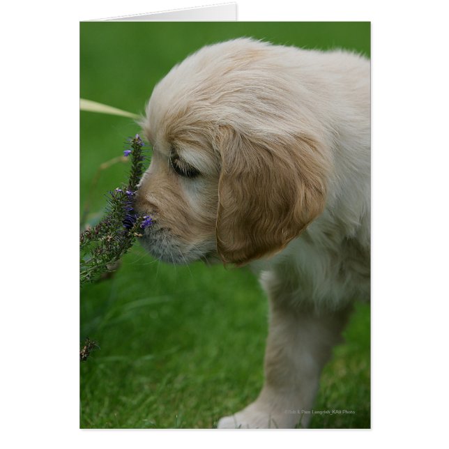Golden Retriever Puppy (Frente)