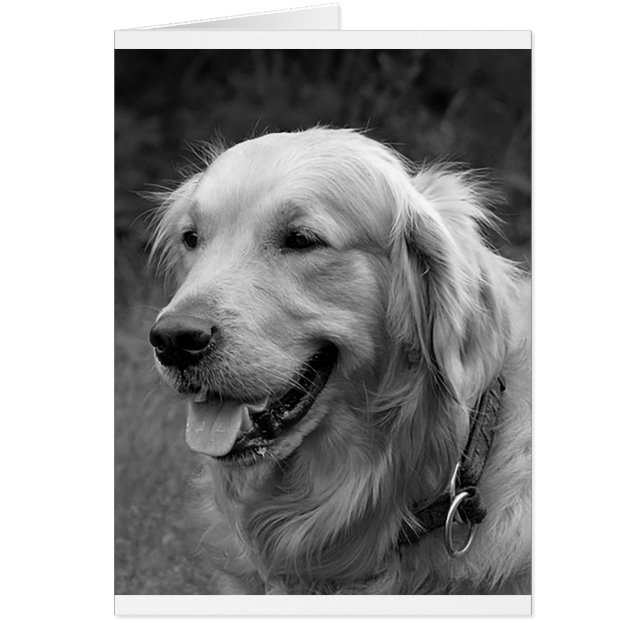 Golden Retriever Puppy Dog Blank (Frente)