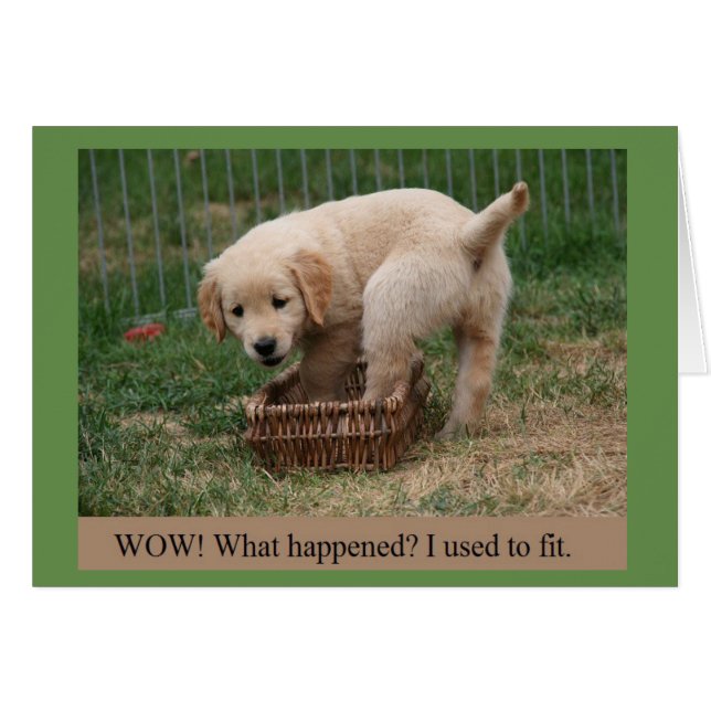 Golden Retriever Puppy Groing Up Funny Card (Anverso (Horizontal))
