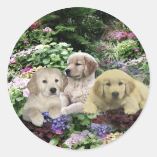 Golden Retriever Pups In Garden Pegatina