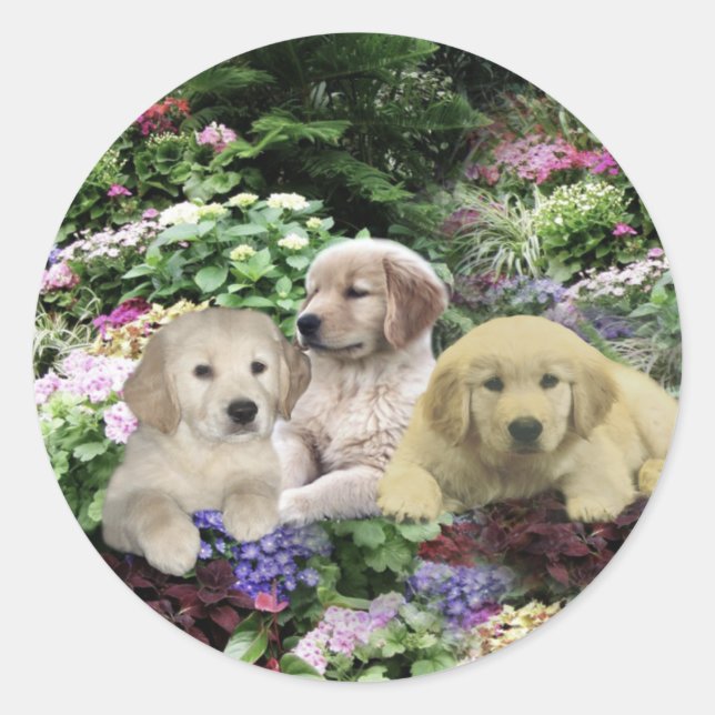 Golden Retriever Pups In Garden Pegatina (Anverso)