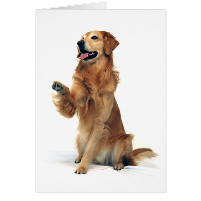 Golden retriever que agita (Frente)